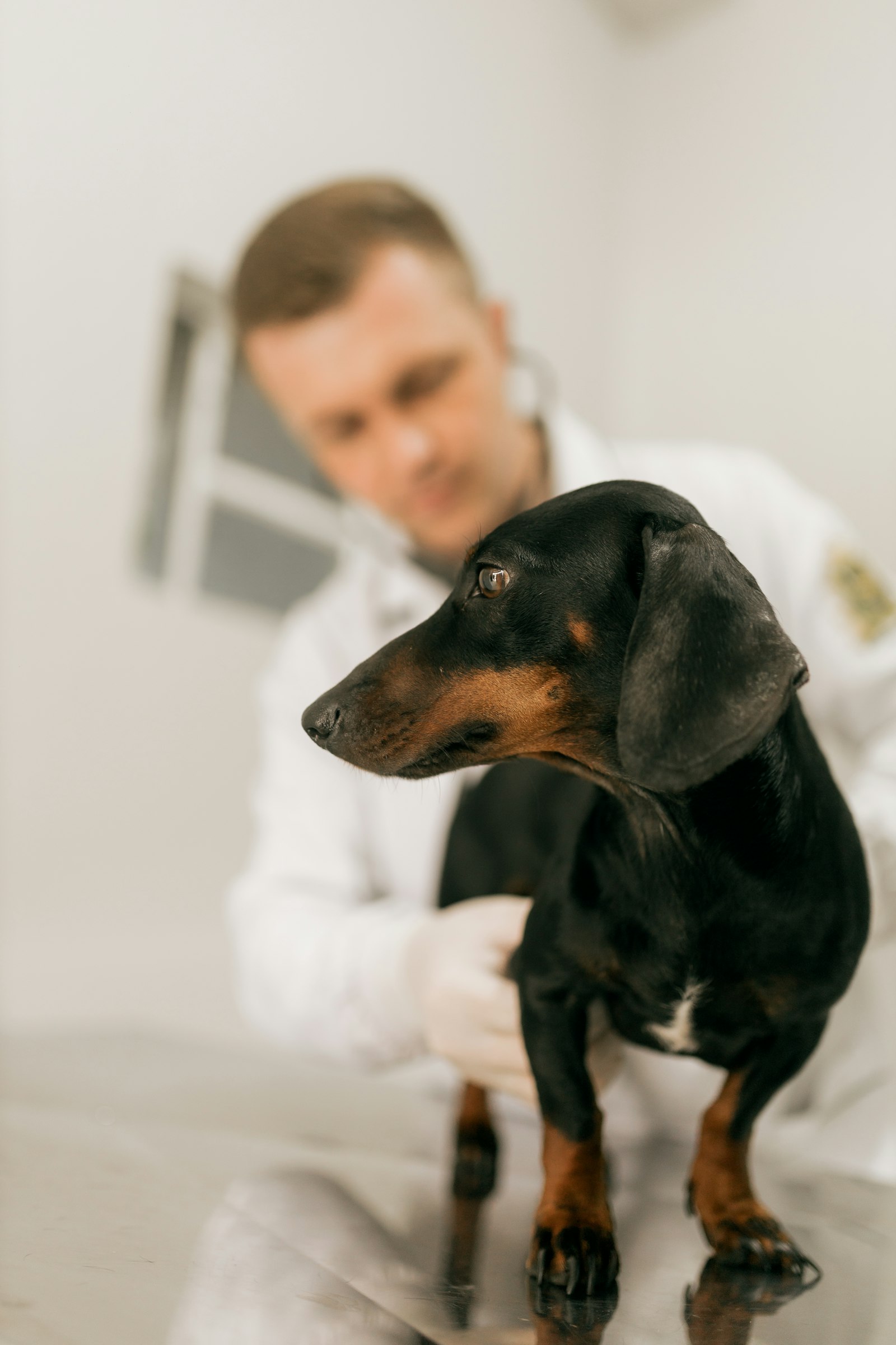 Dyrlæge undersøger en gravhund på klinikken